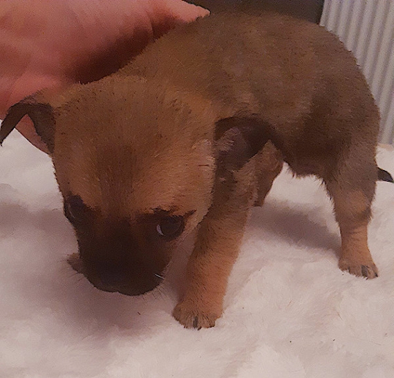 Petite femelle Chihuahua née le 07/06/2025 est proposée – vendue 1000 €.