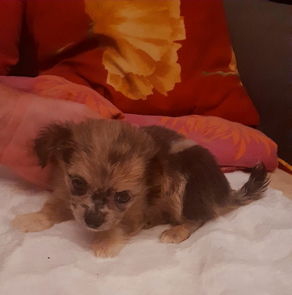 Petite femelle Chihuahua née le 07/06/2025 est proposée – vendue 1000 €.