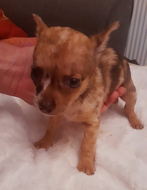 Petite femelle Chihuahua née le 07/06/2025 est proposée – vendue 1000 €.