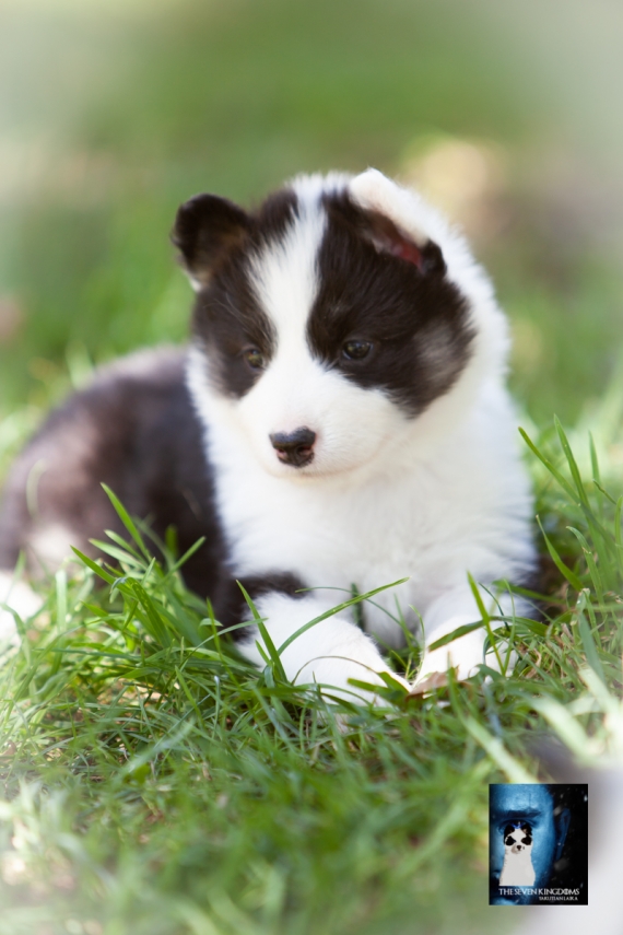 Petite femelle Laika de Yakoutie née le 04/06/2025 est proposée – vendue 1650 €.