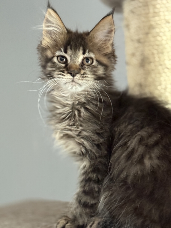 Petite femelle Maine Coon née le 05/05/2025 est proposée – vendue 1450 €.