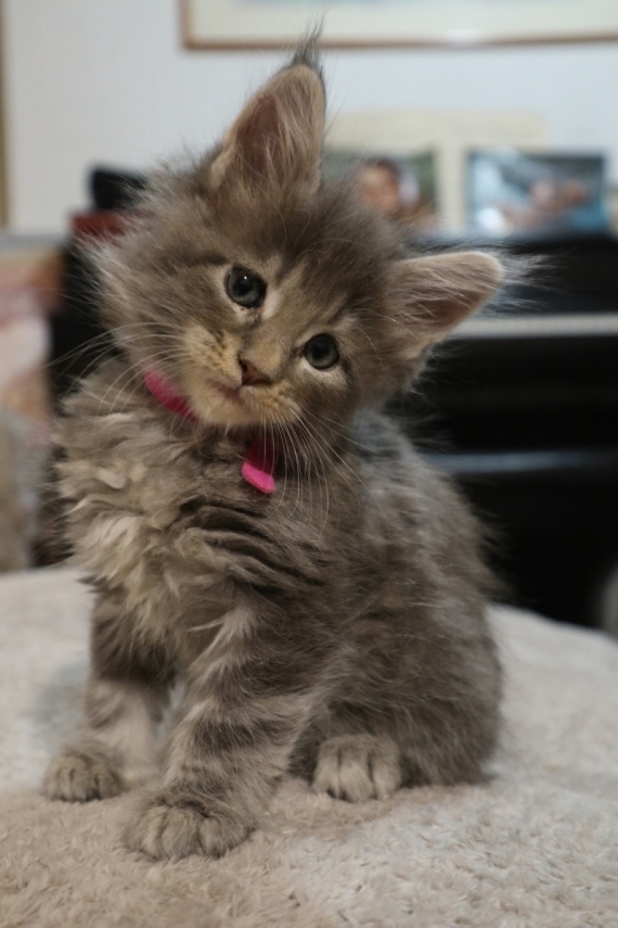 Petite femelle Maine Coon née le 24/05/2025 est proposée – vendue 1200 €.