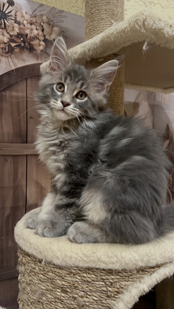 Petite femelle Maine Coon née le 27/04/2025 est proposée – vendue 1750 €.