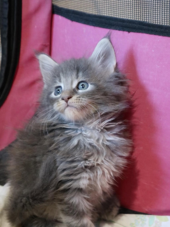 Petit mâle Maine Coon né le 24/05/2025 est proposé – vendu 1200 €.