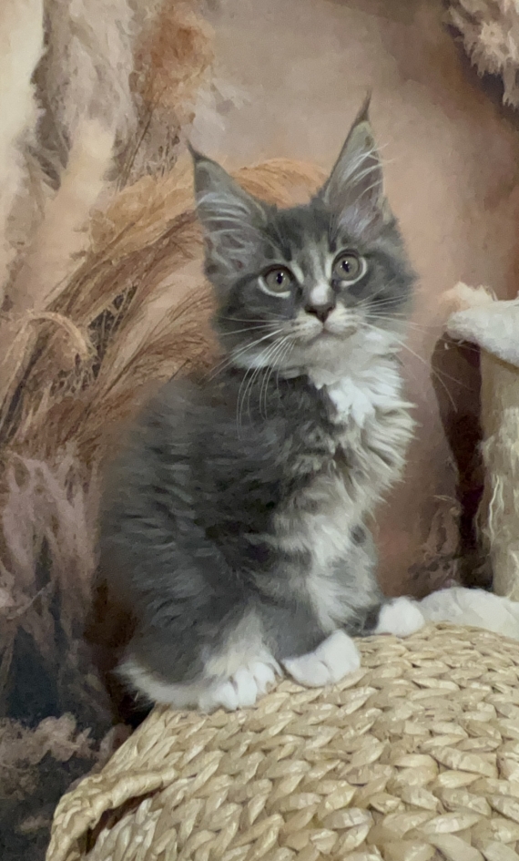 Petite femelle Maine Coon née le 09/05/2025 est proposée – vendue 1650 €.