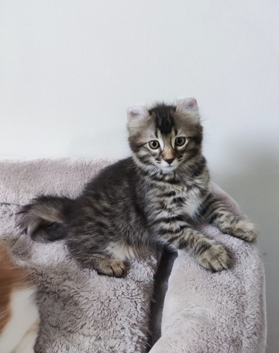 Petit mâle American Curl né le 14/05/2025 est proposé – vendu 1200 €.