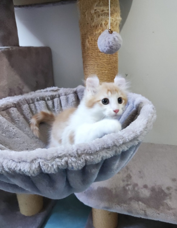 Petit mâle American Curl né le 14/05/2025 est proposé – vendu 1200 €.