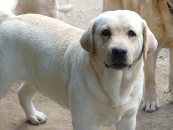 Petite femelle  née le 17/04/2025 est proposée – vendue 810 €.