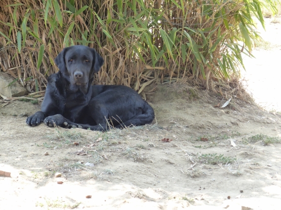 Petite femelle  née le 17/04/2025 est proposée – vendue 810 €.