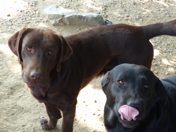 Petit mâle  né le 11/03/2025 est proposé – vendu 760 €.