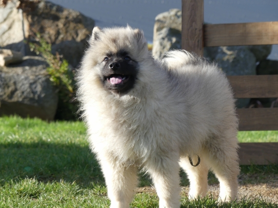 Petite femelle  née le 09/05/2025 est proposée – vendue 910 €.