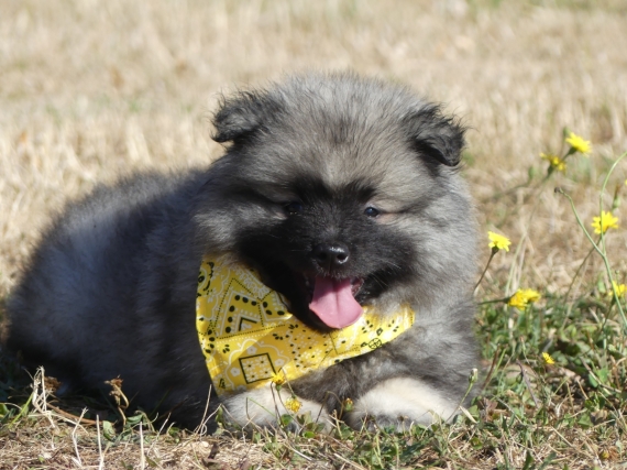 Petite femelle Spitz Allemand (Loup) née le 09/05/2025 est proposée – vendue 1100 €.