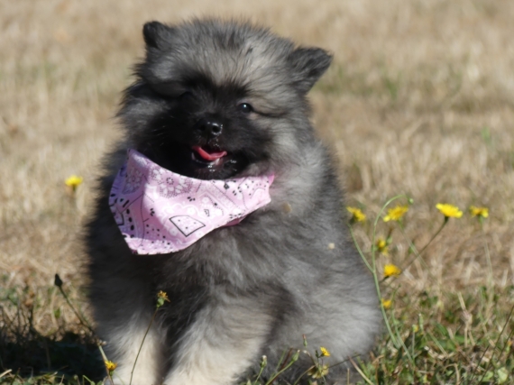 Petite femelle Spitz Allemand (Loup) née le 09/05/2025 est proposée – vendue 1100 €.