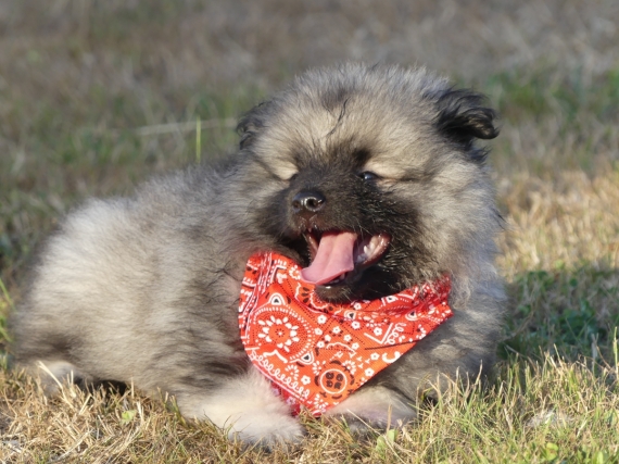 Petite femelle Spitz Allemand (Loup) née le 09/05/2025 est proposée – vendue 1100 €.