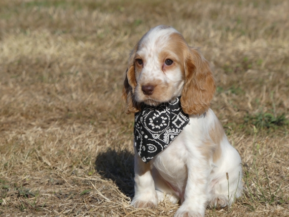 Petit mâle Cocker Anglais (Spaniel) né le 11/05/2025 est proposé – vendu 1260 €.