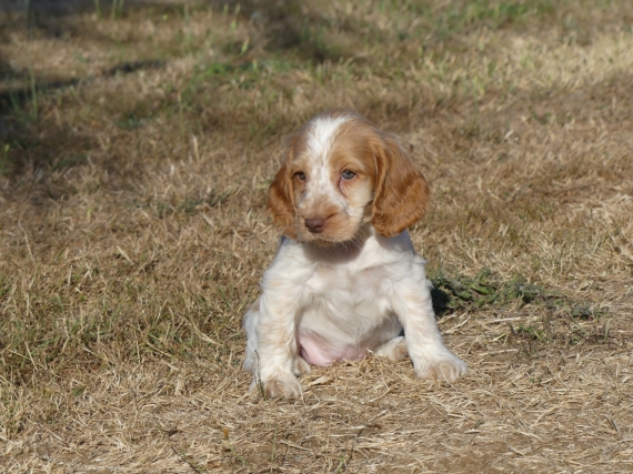 Petite femelle Cocker Anglais (Spaniel) née le 11/05/2025 est proposée – vendue 1460 €.
