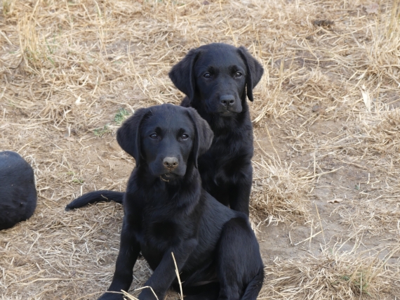 Petit mâle Labrador né le 11/03/2025 est proposé – vendu 810 €.