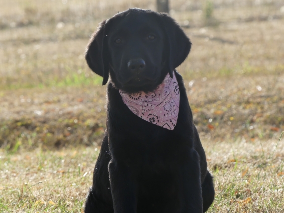 Petite femelle Labrador née le 17/04/2025 est proposée – vendue 810 €.