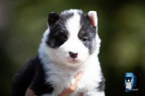 Petite femelle Laika de Yakoutie née le 04/06/2025 est proposée – vendue 1650 €.