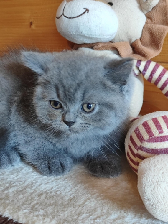 Petit mâle British Shorthair né le 21/05/2025 est proposé – vendu 1300 €.