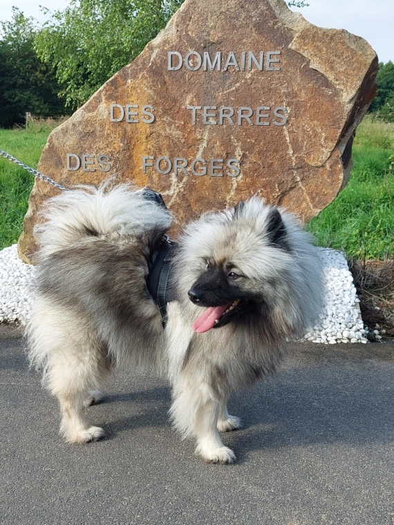 Petite femelle  née le 09/05/2025 est proposée – vendue 910 €.