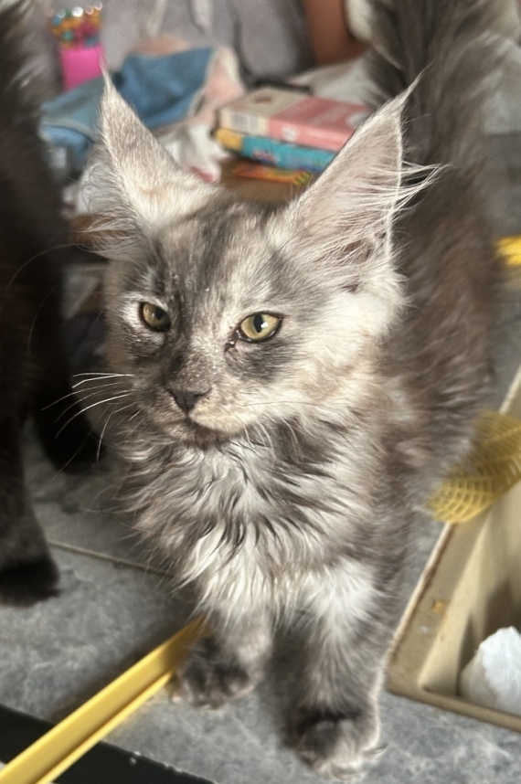 Petite femelle Maine Coon née le 25/03/2025 est proposée – vendue 1400 €.