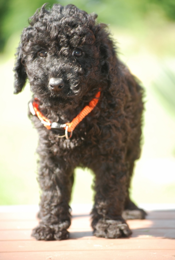 Petit mâle Caniche né le 11/04/2025 est proposé – vendu 1100 €.