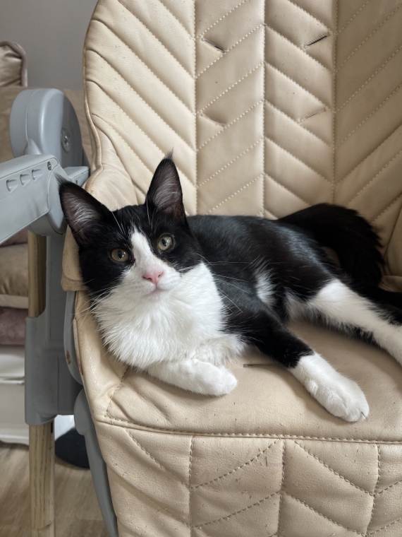 Petite femelle Maine Coon née le 23/02/2025 est proposée – vendue 500 €.