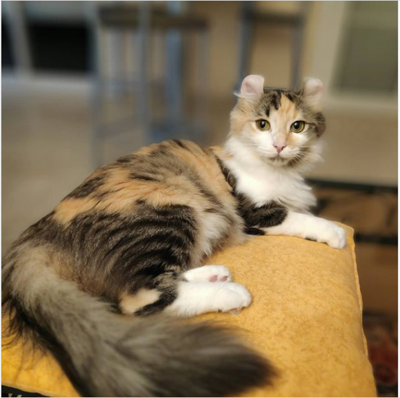 Petit mâle  né le 14/05/2025 est proposé – vendu 1200 €.