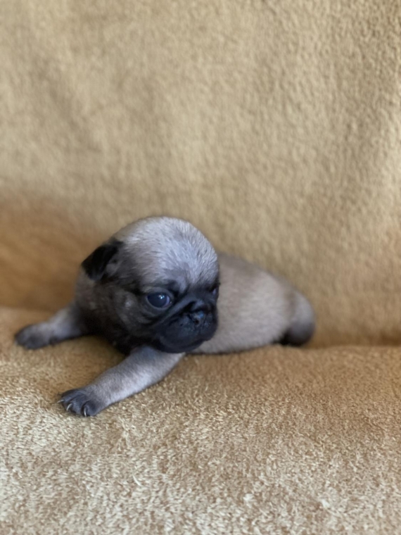 Petite femelle Carlin née le 03/07/2025 est proposée – vendue 1300 €.