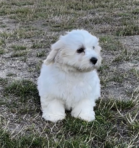 Petit mâle Coton de Tulear né le 25/03/2025 est proposé – vendu 1150 €.