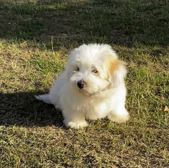 Petit mâle Coton de Tulear né le 03/04/2025 est proposé – vendu 790 €.