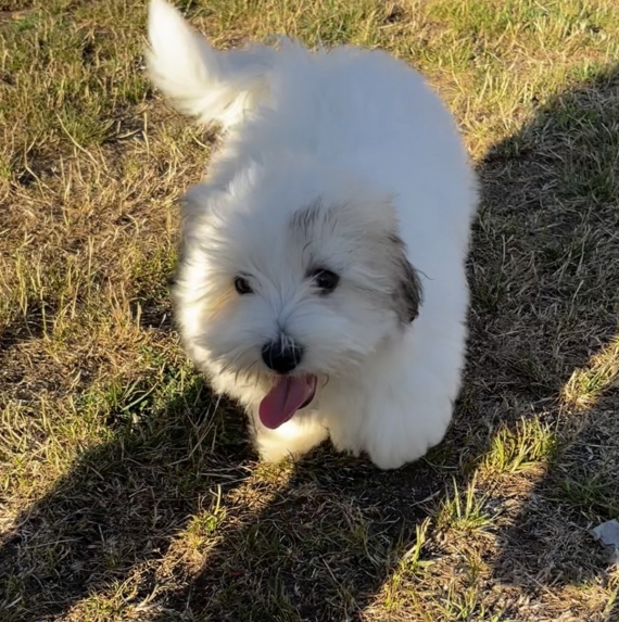 Petit mâle Coton de Tulear né le 03/04/2025 est proposé – vendu 1100 €.