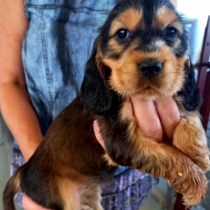Chiot Cocker Anglais Spaniel  vendre au prix de 1500  vaccin et identifi.