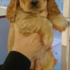 Ce petite mle Cocker Anglais Spaniel propos  l'achat est n le 31/05/2025.