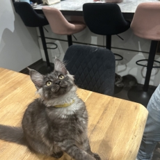 Chaton Maine Coon à adopter au prix de 1300 €