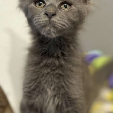 Chaton Maine Coon à adopter au prix de 1000 €
