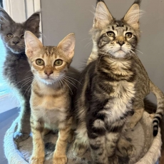 Maine Coon chaton vendu 1000 €