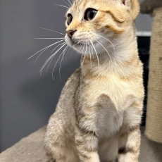 Ce petite mle Chat Savannah propos  l'achat est n le 12/03/2025.