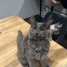 Adoption chaton Maine Coon au prix de 1400 €