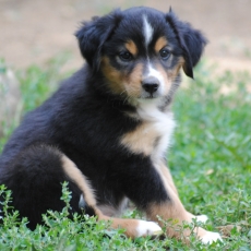 Adoption chiot Berger américain miniature au prix de 1800 €