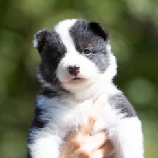 Chiot Laika de Yakoutie de race LOF avec pedigree à adopter.