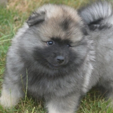 Cette petite femelle Spitz Allemand Loup proposée à l'achat est née le 15/05/2025.
