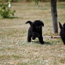 Chiot d'apparence de race Caniche Nain  adopter.