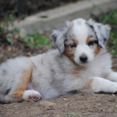 Chiot Berger américain miniature à adopter au prix de 2000 €
