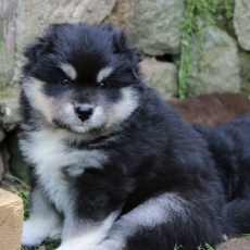 Chiot Lapinkoira de race LOF avec pedigree à adopter.