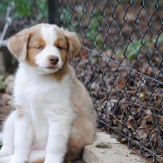 Berger américain miniature chiot vendu 2000 €
