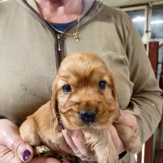 Ce petite mâle Cocker Anglais Spaniel proposé à l'achat est né le 31/05/2025.