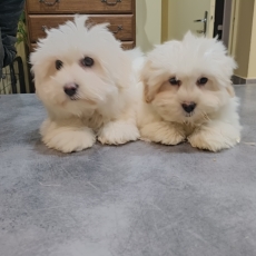 Chiot Coton de Tulear  vendre au prix de 1300  vaccin et identifi.