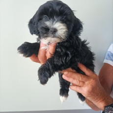 Chiot d'apparence de race Bichon Havanais  adopter.